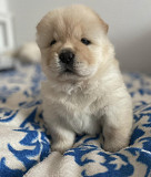 Chow chow puppies from Phoenix