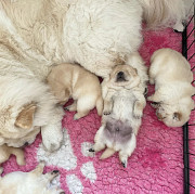 Chow chow puppies from Phoenix