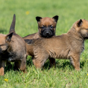 “Three WONDERFUL AND FRIENDLY Malinois Dogs Available – Ready To Leave ASAAAAPPP!” from Michigan City