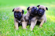 “Three WONDERFUL AND FRIENDLY Malinois Dogs Available – Ready To Leave ASAAAAPPP!” from Michigan City