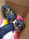 Puppies for sale Phoenix
