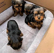 Puppies for sale Phoenix