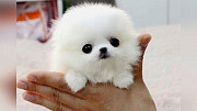 We sell pet dogs from Doha