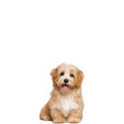 We sell pet dogs from Doha