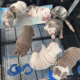 Puppies for sale from Kansas City