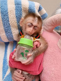Cute baby monkeys for Rehoming from Trenton
