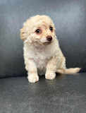 Poodle & Chihuahua Mix oswego ny available for right now New York City