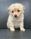 Poodle & Chihuahua Mix oswego ny available for right now New York City