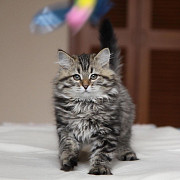 Male and female siberian kittens for rehoming from Toronto