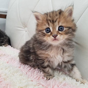 Male and female siberian kittens for rehoming from Toronto