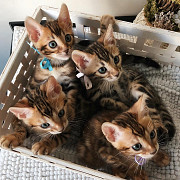 Bingala kittens for rehoming from Toronto