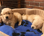 Golden retriever puppies for adoption from Charlottetown