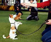 Online dog training from London