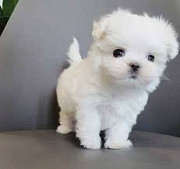Very Tiny Exceptional Maltese Girl is Available For Adoption from Los Angeles