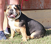 Bulldog from Augusta