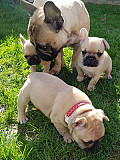 Cute French Bulldog Puppies for Sale Kuwait City