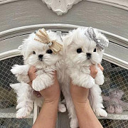 Teacup Maltese Puppies for sale from Dubai