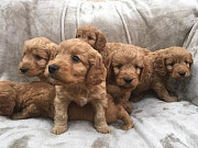Cavapoo Puppies for Sale from Al Wakrah