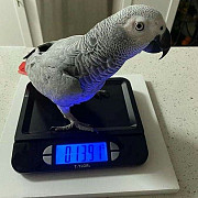 Super Tame Baby African Grey Parrots Dubai