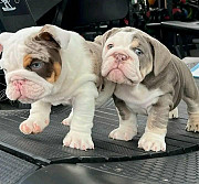 Bulldogs available text my number (410) 900-3758 from Concord