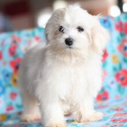 Adorable male and female maltese for sale from Trenton
