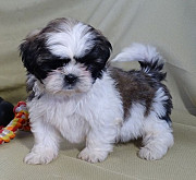 Adorale Puppies For Rehoming from Denver