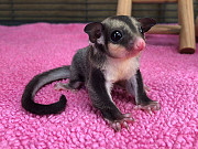 Adorable sugar gliders babies available Lincoln