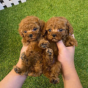 Teacup Poodle puppies for adoption Fresno