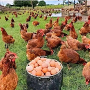 BUY FRESH EGGS,WE DELIVER 50 CRATES ABOVE AND EVERY 100 CRATES YOU BUY WE WILL ADD EXTRA 10 CRATES T Abeokuta