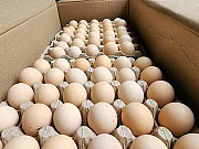 GET YOUR POULTRY BIRDS AND EGG AT DELE FRESH POULTRY FARM . DELEFRESH FARM is a Nigerian agritec from Ibadan