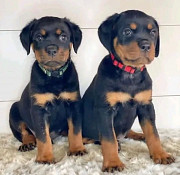 Rottweiler puppies from Phoenix