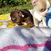Adorable Chihuahua puppies from Valletta