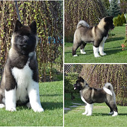 American akita puppies for sale from Denver