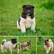 American akita puppies for sale from Denver