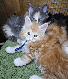 Mainecoon kittens available from Portland