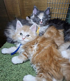 Mainecoon kittens available from Portland