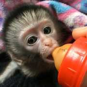 Top-quality baby capuchin monkeys from Charleston