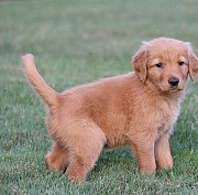 Golden retriever puppies from Los Angeles