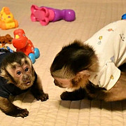 Capuchin and marmoset monkeys from Manila