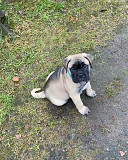 Pug puppies from Harrisburg
