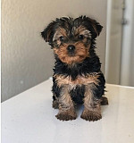Yorkshire terrier puppies from Los Angeles
