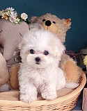 Maltese puppies from Los Angeles