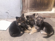 German shepherd puppies from Cape Town