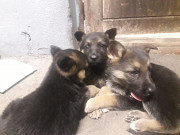 German shepherd puppies from Cape Town