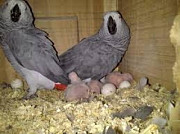 Amazing talking African grey parrots for a good home from Cardiff