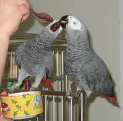 Amazing talking African grey parrots for a good home from Cardiff