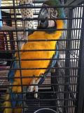 Adorable blue and Gold macaws ready for a new home from London