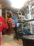 Adorable blue and Gold macaws ready for a new home from London