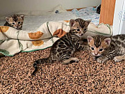 FRIENDLY BENGAL KITTENS from Tokat