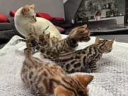 FRIENDLY BENGAL KITTENS from Tokat